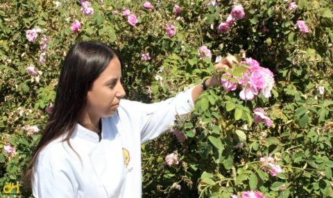 Edirne gülleri, ‘gül reçeli’ yapılmak üzere hasat edildi