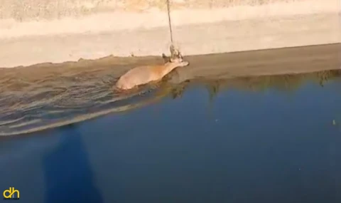 Sulama kanalına düşen karaca yeniden doğaya salındı