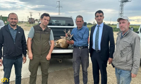 Sulama kanalına düşen karacayı çiftçiler kurtardı