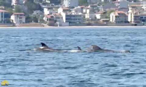 Yunuslar, Tekirdağ açıklarında görüntülendi