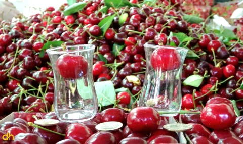 Çay bardağına sığmayan ‘Lapseki devi’ kirazda hasat zamanı