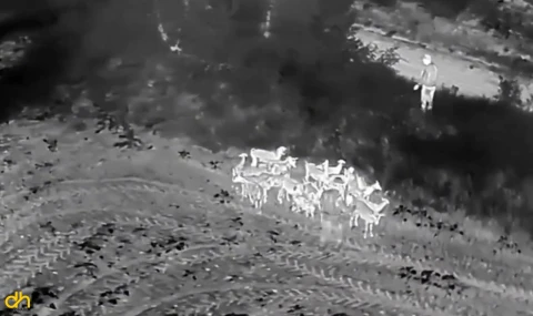 Jandarma ekipleri, kaybolan küçükbaş hayvanları dronla buldu