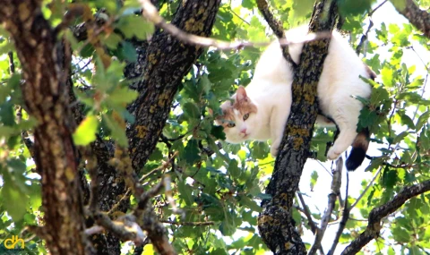 Kedi inat etti ağaçtan inmedi, devreye vali girdi