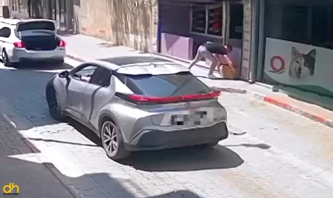 Klinik önüne koliyle  bırakılan köpek yaşamını yitirdi