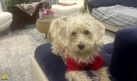 Köpek otelinden kaçan Tarçın, çevre yolunda ölü bulundu