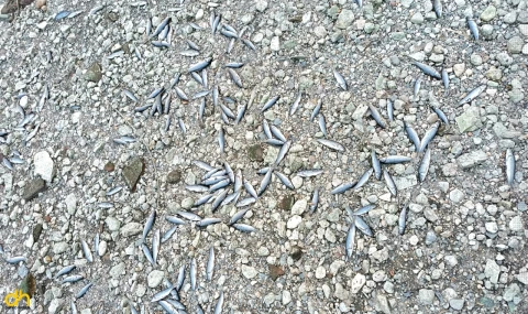 Su seviyesi düşen çayda, toplu balık ölümleri yaşandı