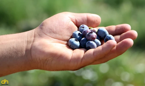 Yaban mersini hasadı, ziraî don nedeniyle verim kaybıyla başladı