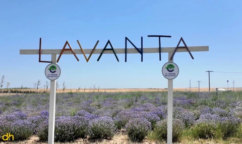 Ergene Belediyesi lavanta ve çilek tarlası hizmete girdi