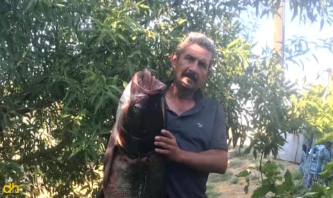Meriç’te nadir görülen som balığı yakaladı