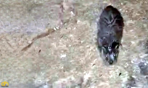 Sahil boyunda yavru su samuru görüntülendi