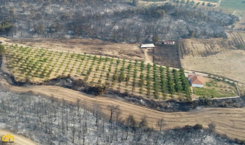 Aldığı tedbir ceviz ağaçlarını yanmaktan kurtardı