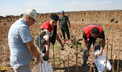 Ayçiçeğinde yüzde 50’den fazla verim kaybı yaşandı