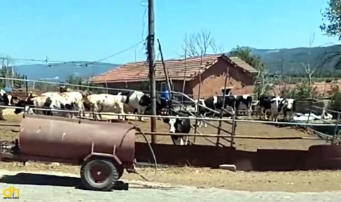 Çiftlikte çıkan yangınında, büyükbaş hayvanlar son anda kurtarıldı