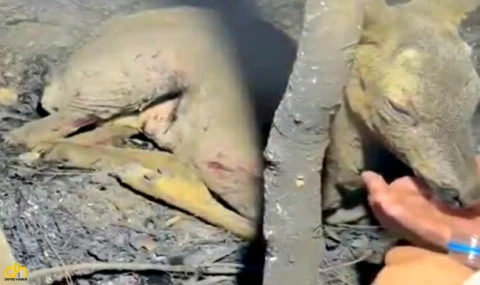 Ekipler, yaralı halde bulunan yavru ceylana su içirdi