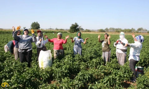 Göbek atıp ‘acı biber’ topladılar