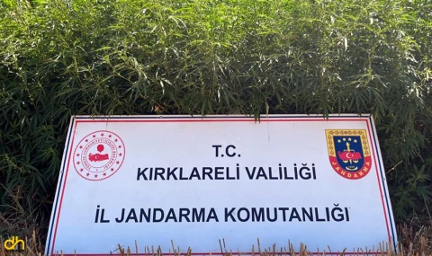 Kırklareli’de 754 bin kök Hint keneviri ele geçirildi