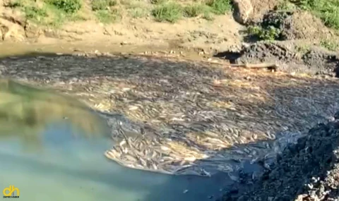 Kısmen kuruyan çayda toplu balık ölümleri sürüyor