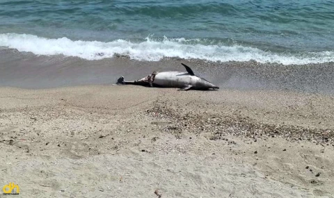 Tekirdağ’da ölü yunus kıyıya vurdu