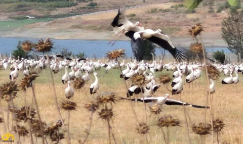 Trakyalı leylekler, göç öncesi son durakta toplandı