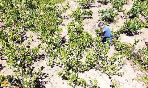 Tekirdağ’da kuraklık üzümde rekolte ve kalite kaybına neden oldu