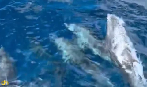 Yunus sürüsü, Saros’ta tekneyle yarıştı