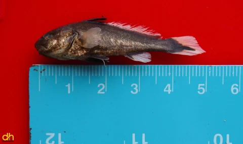 Doç. Dr. Daban: “Müsilajın balıkların üreme sistemine doğrudan etkisi yok”