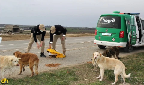HAYDİ ekipleri, sokak hayvanları için mama bıraktı