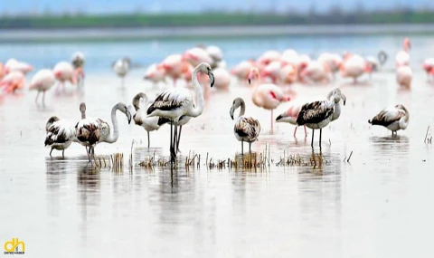 Keşan KKYK: “Gala Gölü’nü yok etme projesini durdurun”