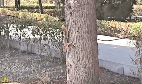 Troya Milli Parkı’nda sincaplara ‘Hektor’ ve ‘Akhilleus’ ismi verildi