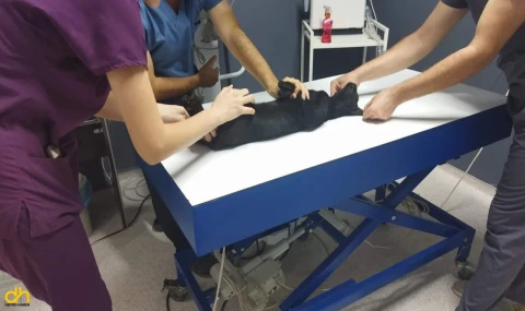 Kedileri av tüfeği ile öldürdüğü iddia edilen komşu için hapis istemi