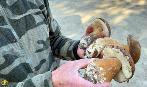 Kuraklık nedeniyle Istranca’da mantar popülasyonu azaldı