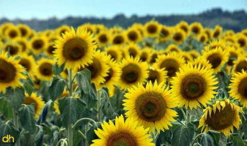 Kuraklık nedeniyle üretici ayçiçeğinden uzaklaşıp, buğday ekimine yöneldi
