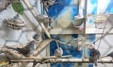 Yasa dışı yollarla getirilerek üretilen papağan ve kumrular ele geçirildi