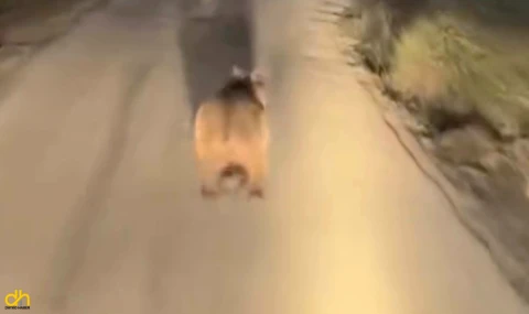 Yiyecek arayan ayı köy yoluna indi