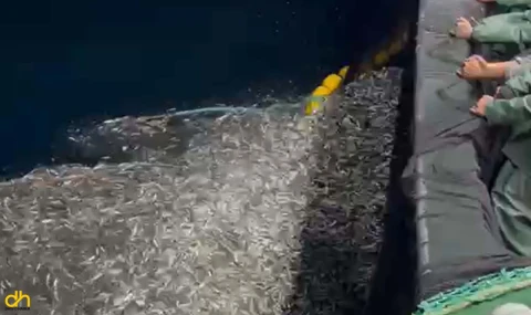 Yüzlerce kasa yavru balığı denize bıraktılar