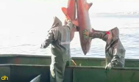 Ağlarına takılan 2 köpek balığını doğal ortamına bıraktılar