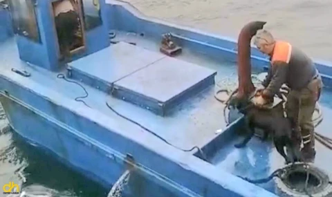 Denize düşen köpeği balıkçılar kurtardı