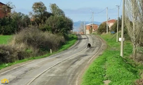 Köy yoluna inen ayı, ürküp kaçtı