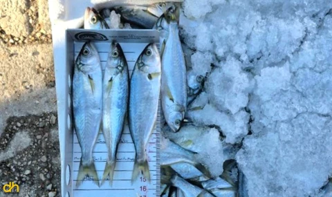 Yasa dışı avlanan 525 kilo balığa el konuldu