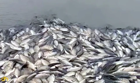 Göletteki balık ölümlerine inceleme başlatıldı