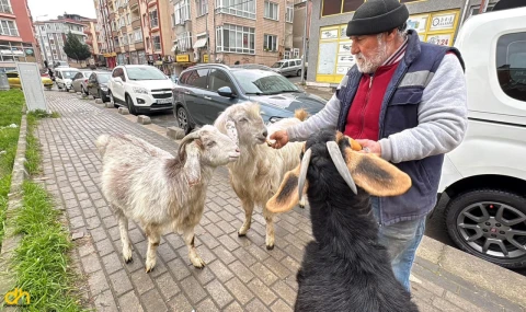 Yürüyüşe beraber çıktığı keçileri ilgi odağı oldu