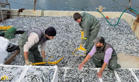 Balıkçılar, Karadeniz’den 30 ton hamsiyle döndü