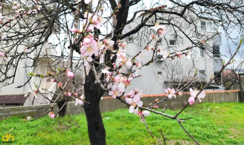 Meyve ağaçları, şubat ayında çiçek açtı