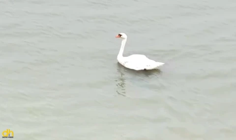 Ankara’da tedavi edilen kuğu, Edirne’de doğaya bırakıldı