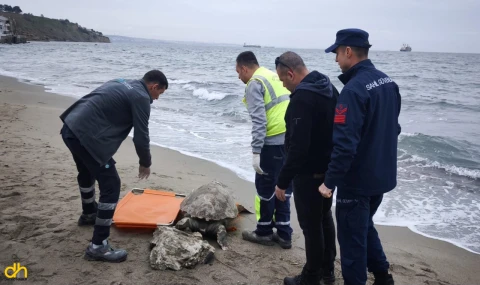 Caretta Caretta Kıyıya Vurdu
