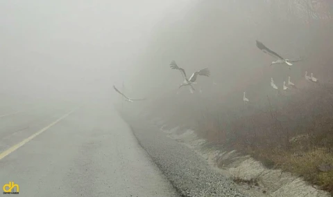 Göç yolundaki leylekler, yoğun sis nedeniyle Kırklareli’de mola verdi