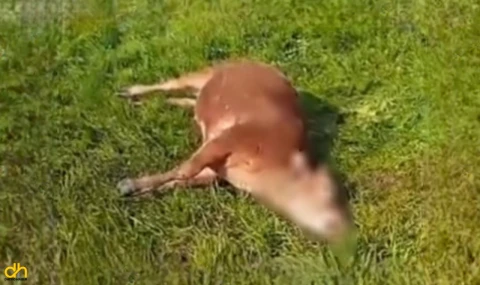 Husumetlisinin hayvanlarını öldürdü