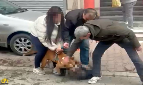 Pitbull’a el konuldu, sahibine ceza kesildi