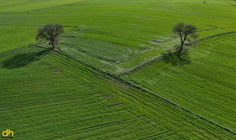 Yağışların ardından doğru tarım uygulamalarıyla yüksek rekolte bekleniyor