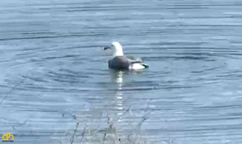 Yaralı martı, bakımının ardından doğaya bırakıldı
